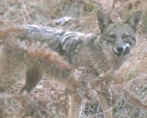 coyote1